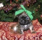 Dogs Shih Tzu